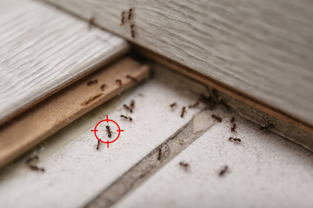 Best Local Pest Control Services  in Converse, TX
