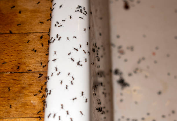 Best Ant Control Services  in Converse, TX