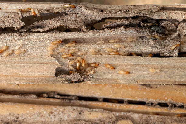 Best Exterminator Services  in Converse, TX