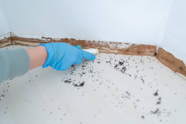 Best Rat Extermination Near Me  in Converse, TX